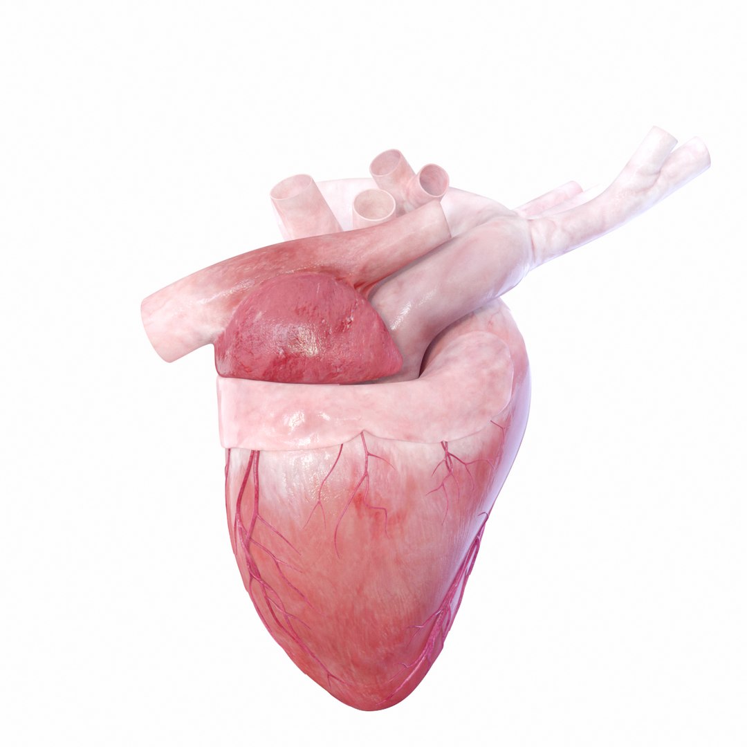 3D Rigged Heart Beating Model - TurboSquid 1227591