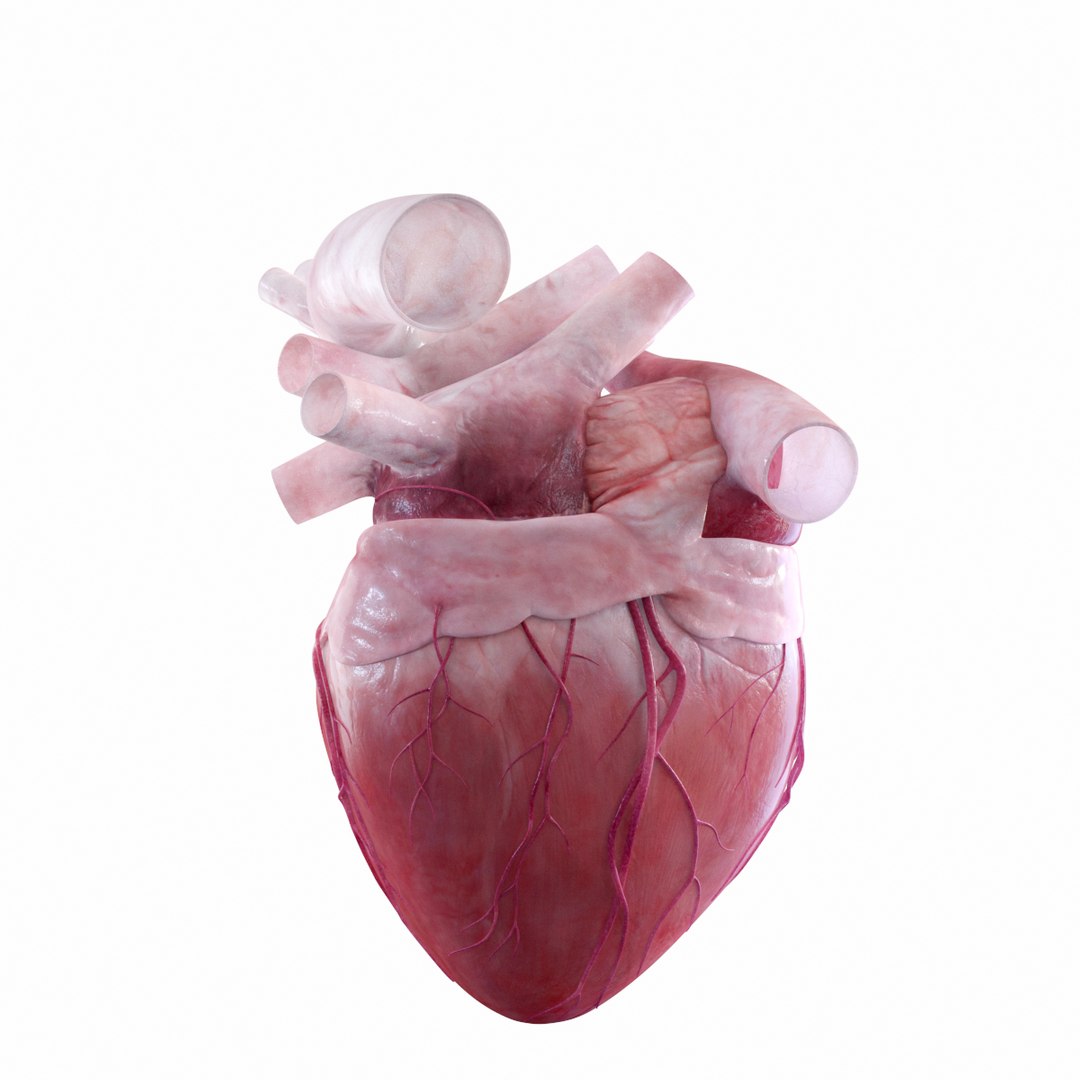3D Rigged Heart Beating Model - TurboSquid 1227591