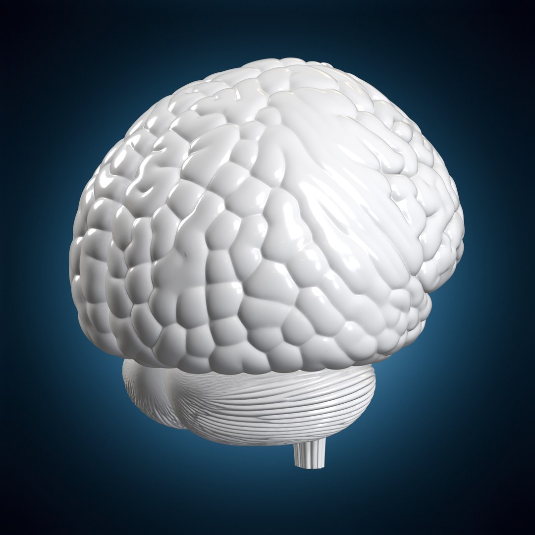 Human Brain Hemisphere Study Codex 3D Print Model model https://p.turbosquid.com/ts-thumb/XD/c6IOem/L2/humanbrainhemispherestudycodex2e1306stl3dprintturntable03120deg/png/1781372023/1920x1080/fit_q87/22715aaf6c6f874a340654616acd6ddb54f0cd88/humanbrainhemispherestudycodex2e1306stl3dprintturntable03120deg.jpg