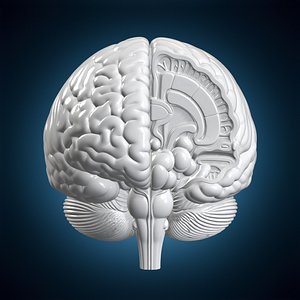 Human Brain Hemisphere Study Codex 3D Print Model model