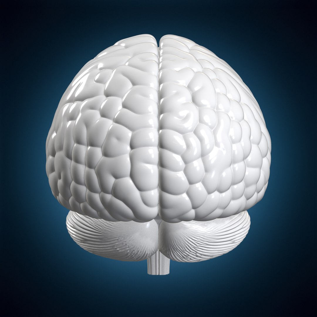 Human Brain Hemisphere Study Codex 3D Print Model model https://p.turbosquid.com/ts-thumb/XD/c6IOem/Yx/humanbrainhemispherestudycodex2e1306stl3dprintturntable04180deg/png/1781372025/1920x1080/fit_q87/959d4b490e8edb80ffeb482cfd92f2a31074fa7d/humanbrainhemispherestudycodex2e1306stl3dprintturntable04180deg.jpg
