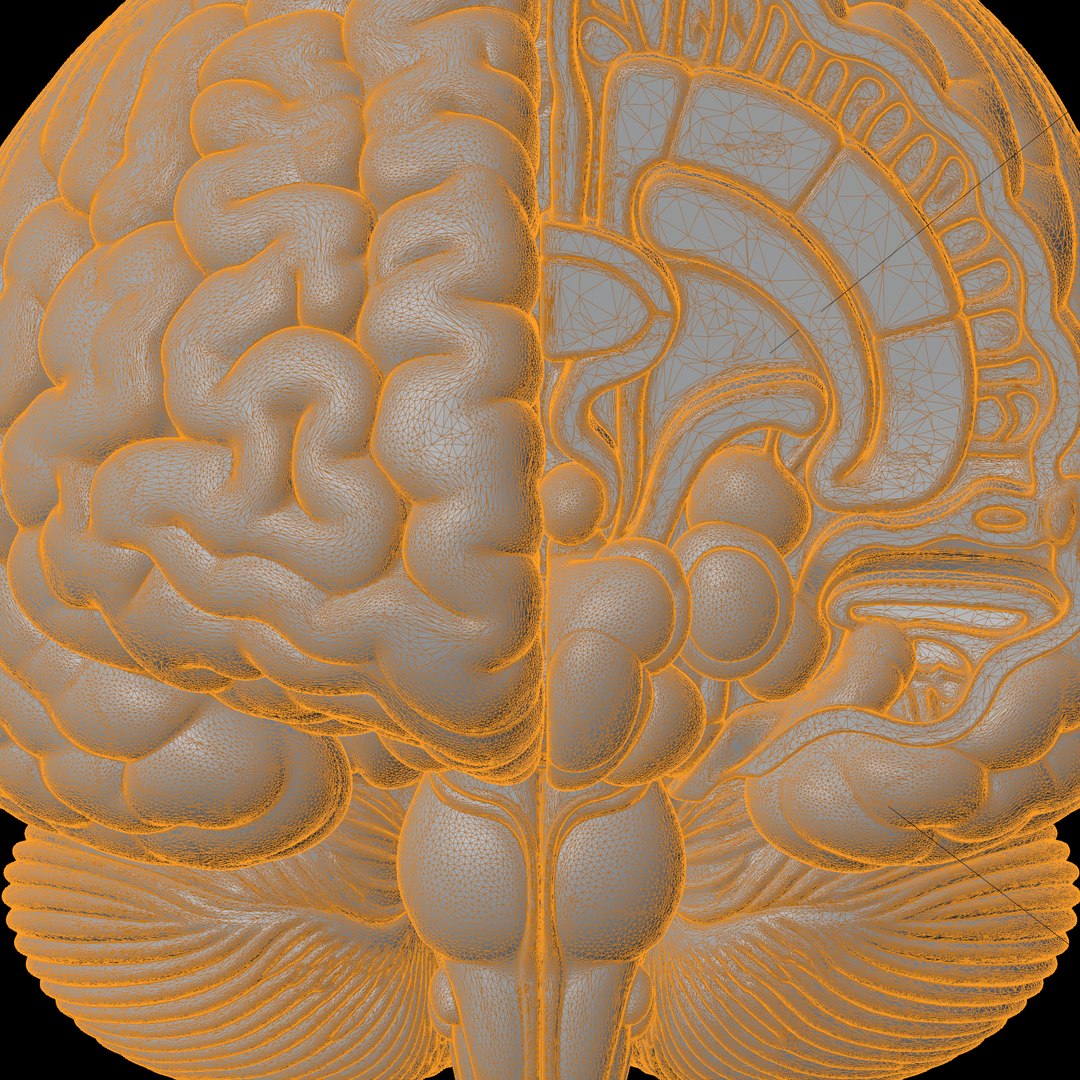 Human Brain Hemisphere Study Codex 3D Print Model model https://p.turbosquid.com/ts-thumb/XD/c6IOem/m3/humanbrainhemispherestudycodex2e1306stl3dprintwireframe/png/1781372027/1920x1080/fit_q87/ca58aa1acc0b31f311710314667a2a55b112d7b3/humanbrainhemispherestudycodex2e1306stl3dprintwireframe.jpg
