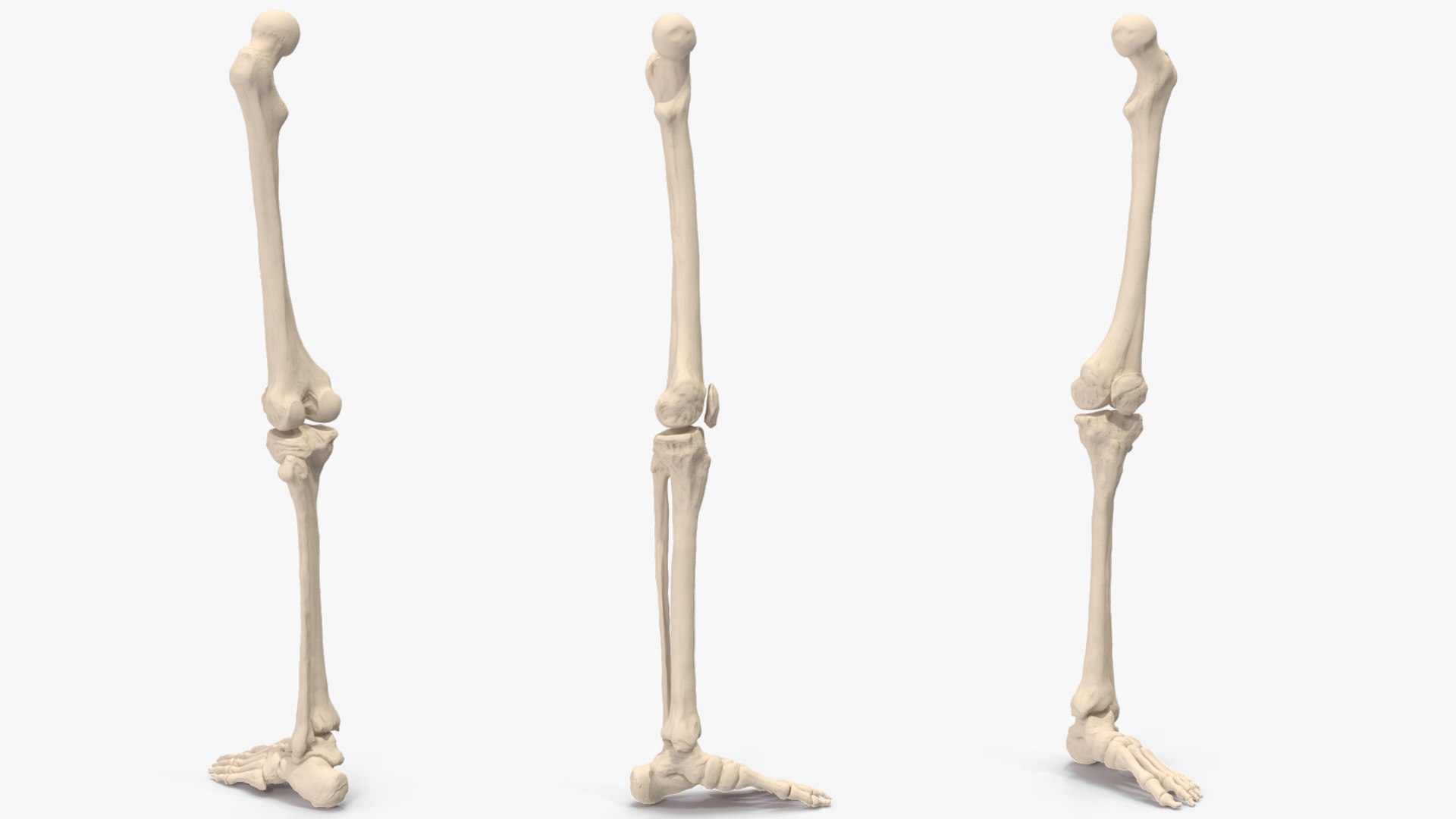 3D Human Leg Skeleton - TurboSquid 2385491