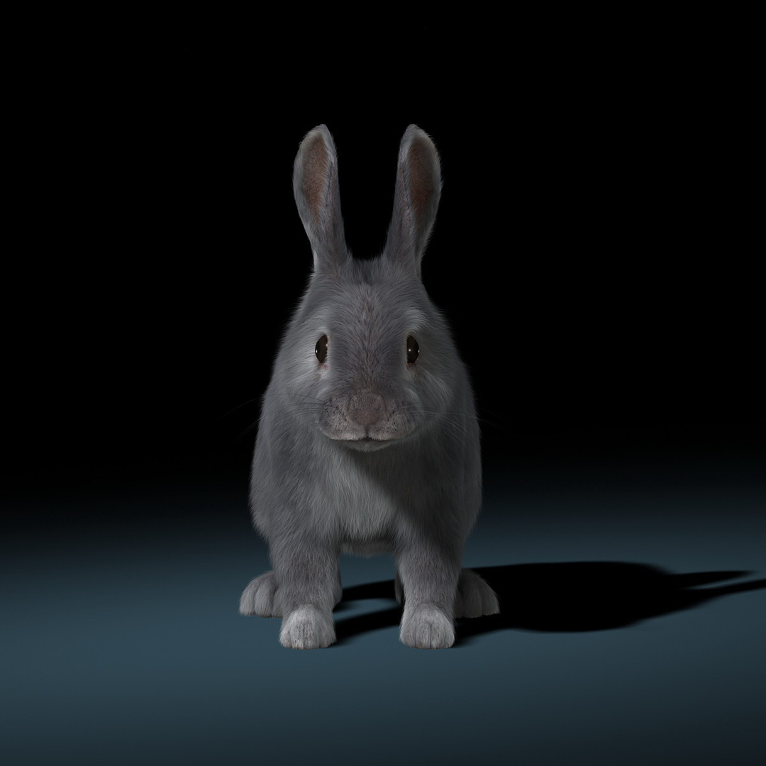 3d Ma Rabbit Grey Rigged Fur