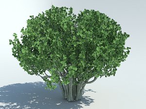 banyan model