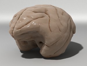 monkey brain