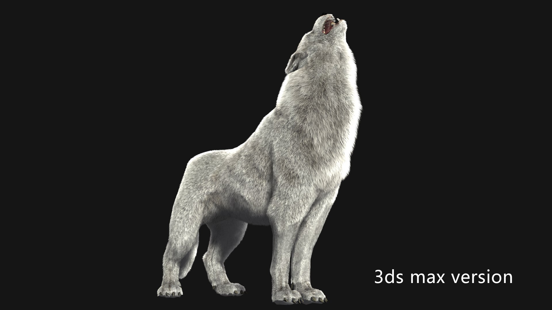 3D Arctic wolf https://p.turbosquid.com/ts-thumb/XE/AGRgpK/om/z004/png/1705997687/1920x1080/fit_q87/e34449a32cc21762cc19cbe7d9f2722ee444bdc4/z004.jpg