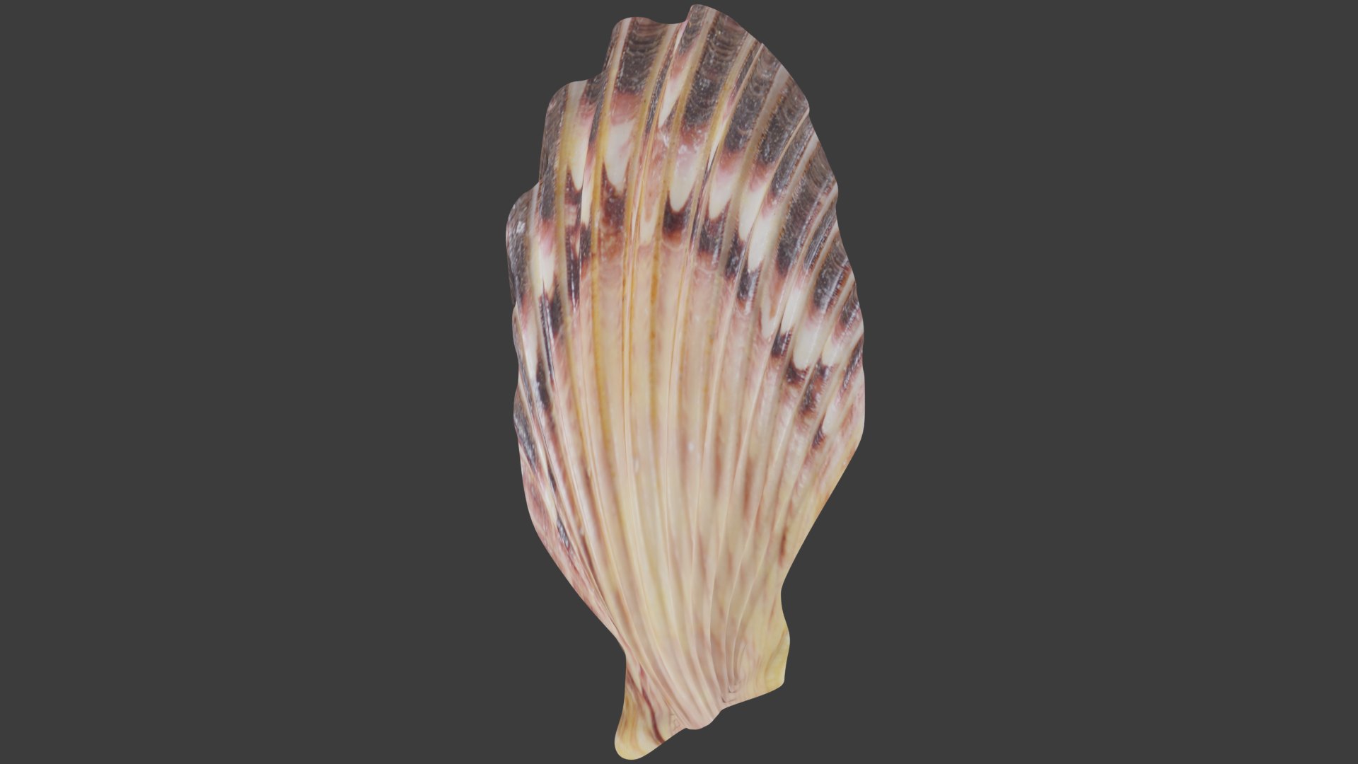 3D Seashell Model - TurboSquid 2235647
