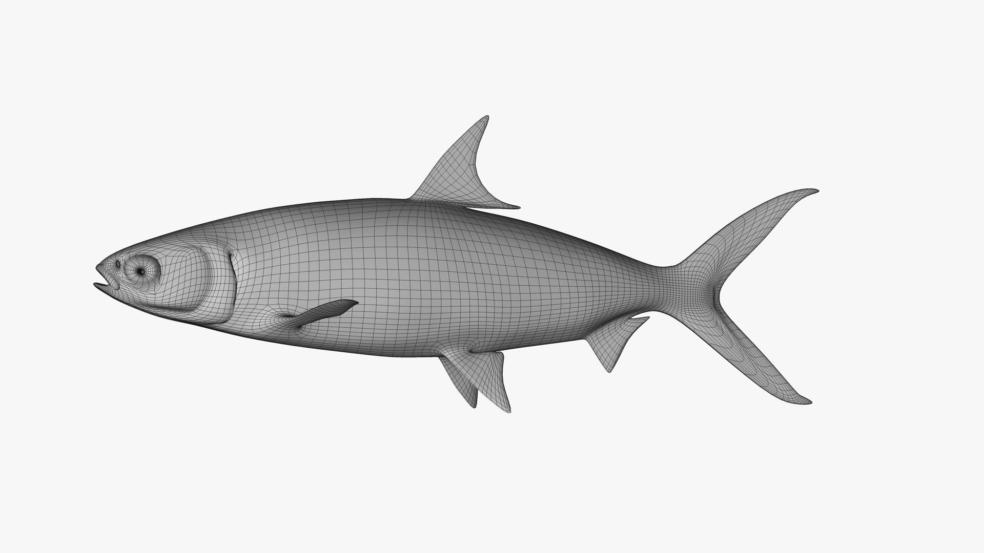 3D Realistic Milkfish - TurboSquid 1579783