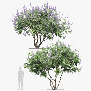 Vitex shoal creek