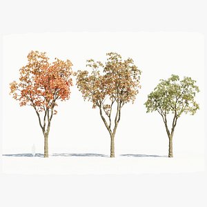 Quercus serrata a