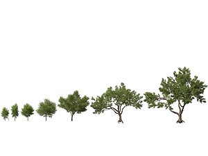 HighpolyLowpoly - Quercus Virginiana - live oak 3D model