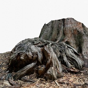 3D model Huge Rainforest Root Photoscaned