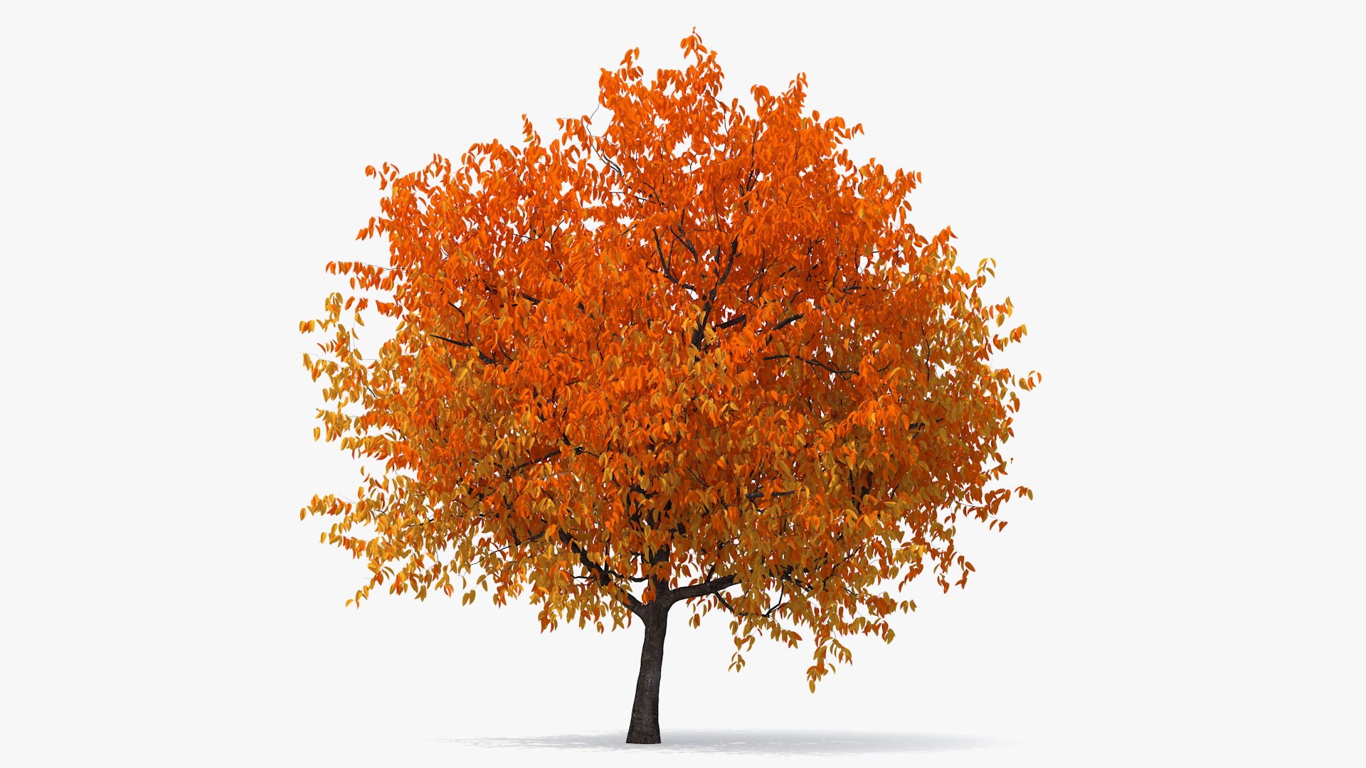 autumn cherry tree model https://p.turbosquid.com/ts-thumb/XF/7mJ0CV/2JGc0Gs9/autumncherrytree3dmodel005/jpg/1565205096/1920x1080/fit_q87/cac2f785b6e73b4e16768a0083ad3eafc2ce6a74/autumncherrytree3dmodel005.jpg