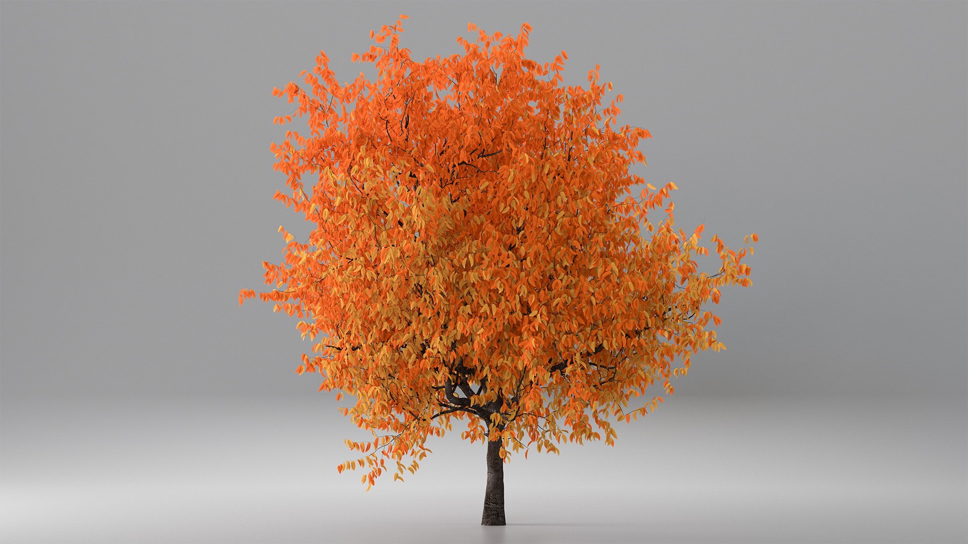 autumn cherry tree model https://p.turbosquid.com/ts-thumb/XF/7mJ0CV/6cRTlFIa/autumncherrytree3dmodel004/jpg/1565205092/1920x1080/fit_q87/156e328042109329c75abbbc95ce3a204fbf6bc4/autumncherrytree3dmodel004.jpg
