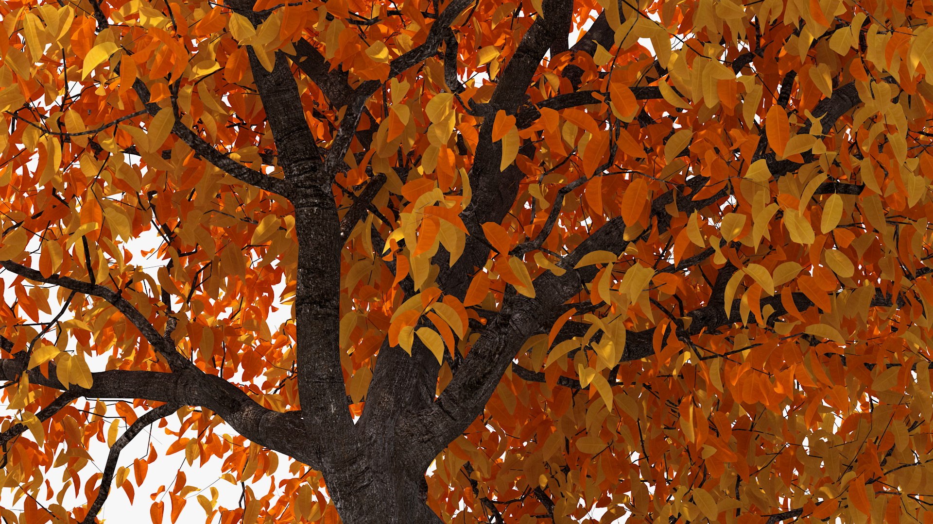 autumn cherry tree model https://p.turbosquid.com/ts-thumb/XF/7mJ0CV/7zedUl6L/autumncherrytree3dmodel009/jpg/1565205128/1920x1080/fit_q87/8c175c47b2be191bcfcb29307eb8f1a081370c45/autumncherrytree3dmodel009.jpg