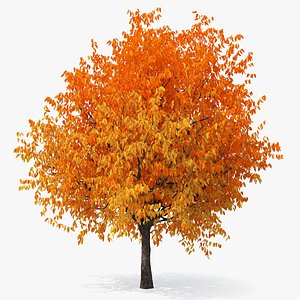 Autumn Cherry Tree