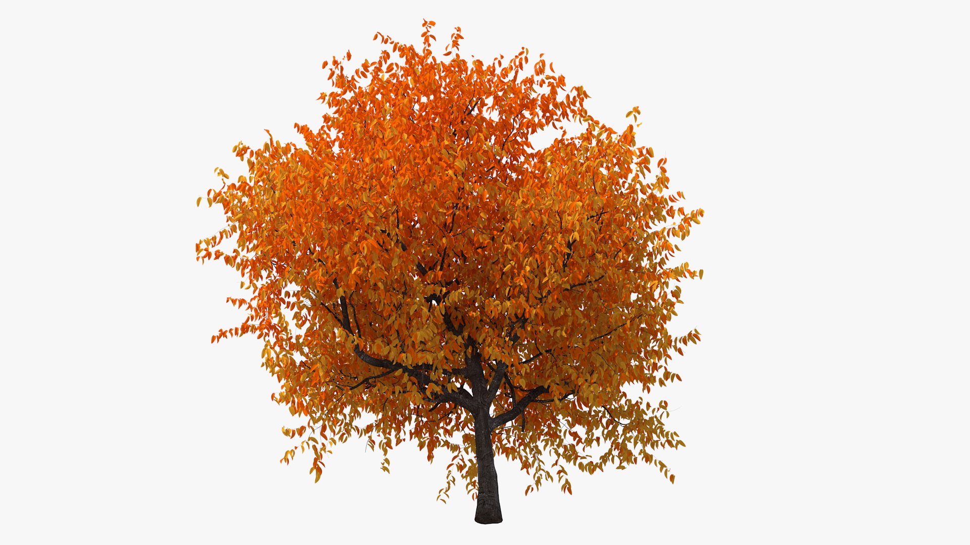 autumn cherry tree model https://p.turbosquid.com/ts-thumb/XF/7mJ0CV/OCqRpdPa/autumncherrytree3dmodel007/jpg/1565205110/1920x1080/fit_q87/5a2f63b5c2f11fd6f30ee2c127414b66c2ae2f0f/autumncherrytree3dmodel007.jpg