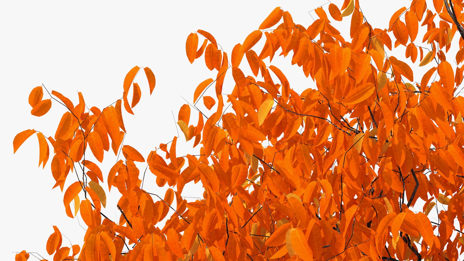 autumn cherry tree model https://p.turbosquid.com/ts-thumb/XF/7mJ0CV/Sy1fS2sg/autumncherrytree3dmodel011/jpg/1565205139/1920x1080/fit_q87/bde140acd2150dbf22714016f6bc0de559dc51c3/autumncherrytree3dmodel011.jpg
