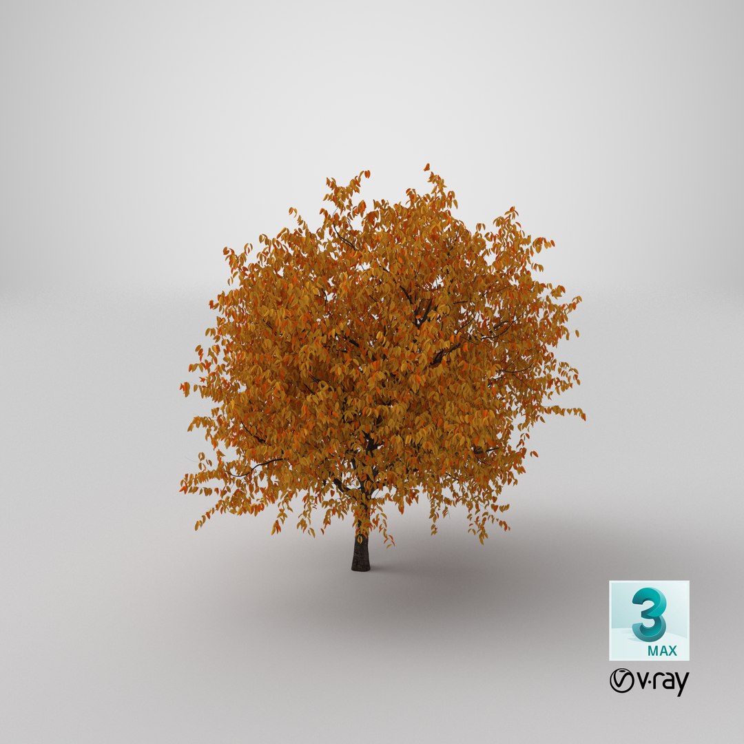 autumn cherry tree model https://p.turbosquid.com/ts-thumb/XF/7mJ0CV/rh/stemcell_max_vray_render/png/1648830457/1920x1080/fit_q87/13f89efeae7262d21c7f373e5f82269d14087b7b/stemcell_max_vray_render.jpg