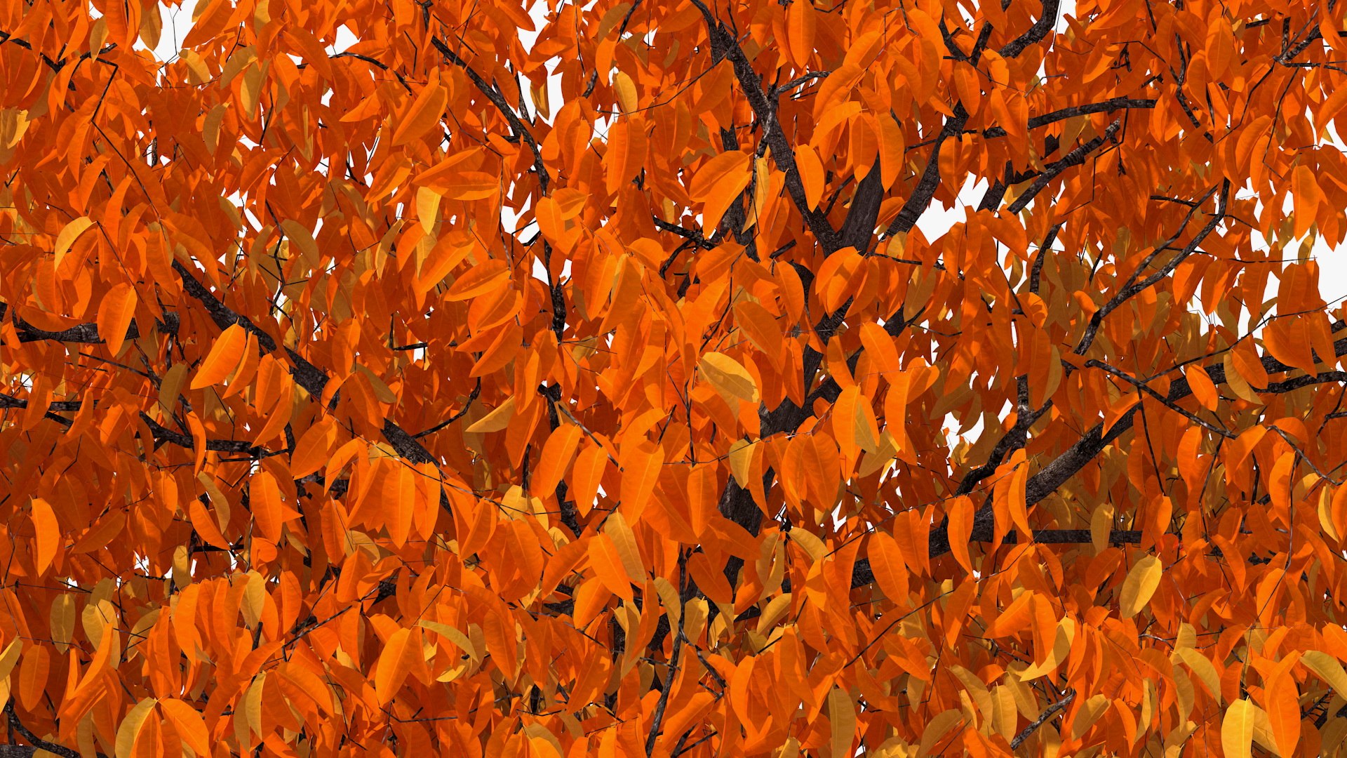 autumn cherry tree model https://p.turbosquid.com/ts-thumb/XF/7mJ0CV/xrw4qfwD/autumncherrytree3dmodel010/jpg/1565205134/1920x1080/fit_q87/23f7e53ac8ee23fea5c6162c5635f8e0d2a1a0da/autumncherrytree3dmodel010.jpg