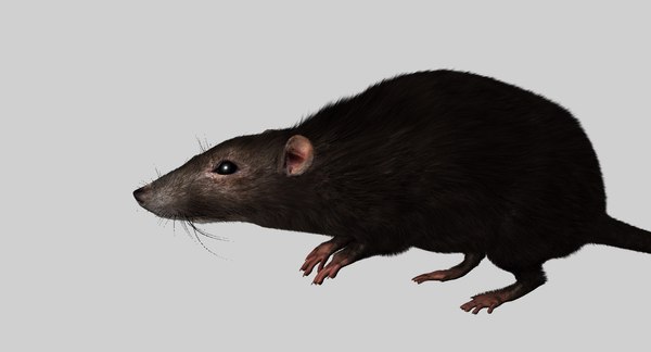 3D rat rigged model