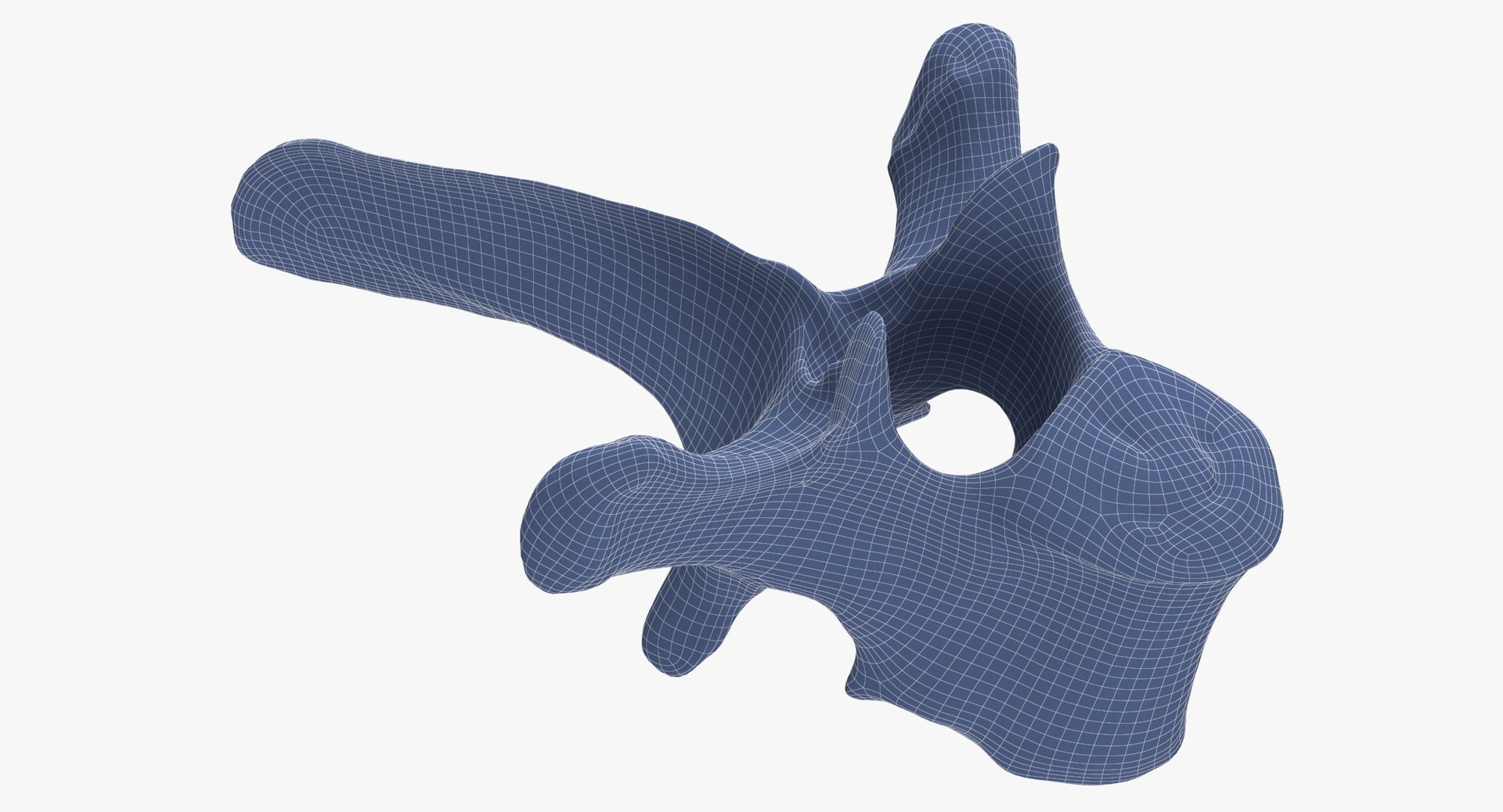 Kangaroo Red Necked Wallaby Thoracic Vertebrae TH7 3D https://p.turbosquid.com/ts-thumb/XF/8A0Qxi/9H/kangaroo_red_necked_wallaby_thoracic_vertebrae_th7_wireframe_0008/jpg/1685109087/1920x1080/fit_q87/8025fc62a43e675b8fd65a2f1839bc4aad9e8e37/kangaroo_red_necked_wallaby_thoracic_vertebrae_th7_wireframe_0008.jpg