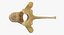 Wallaby dal collo rosso di canguro Vertebre toraciche TH7