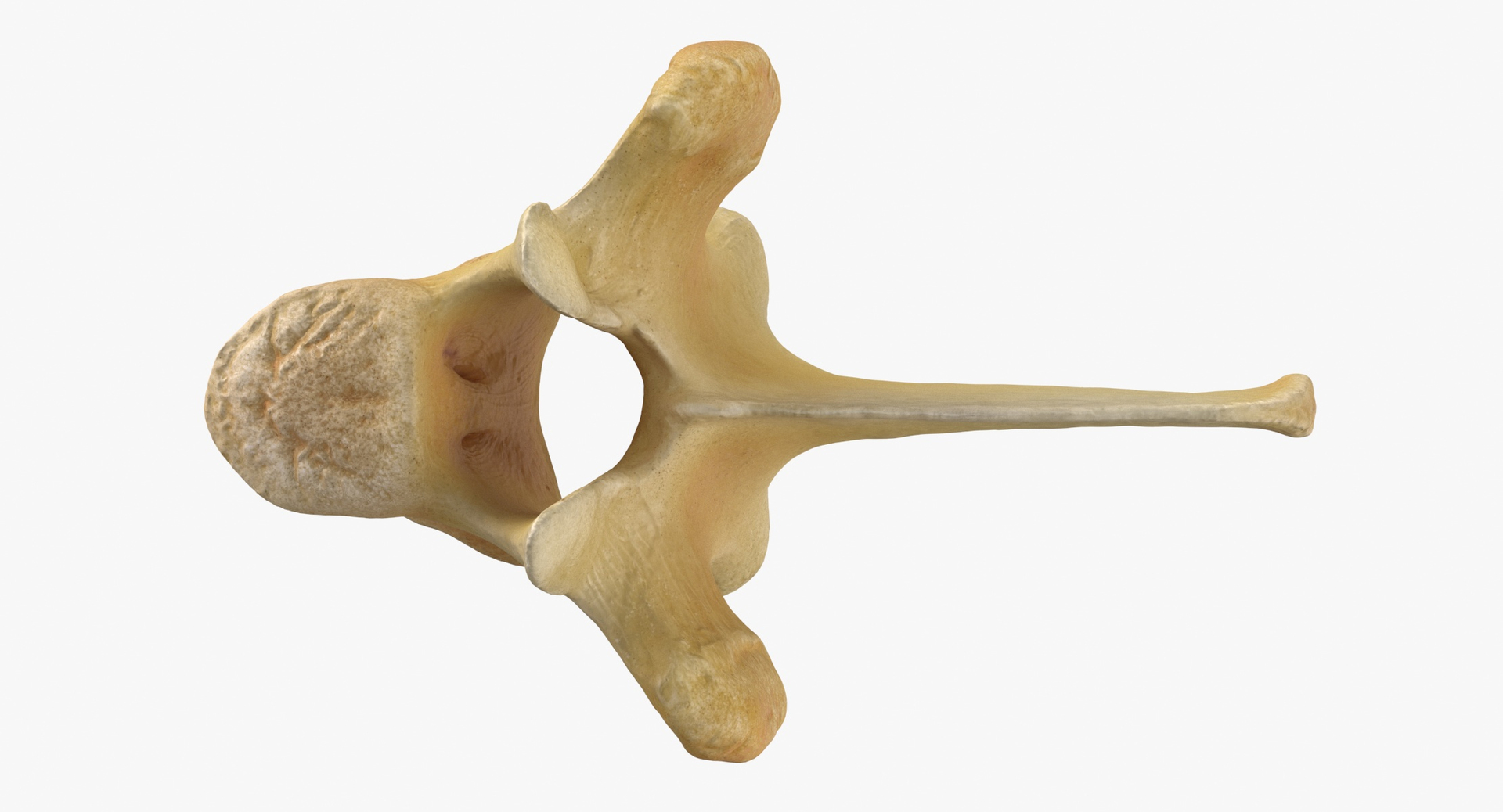 Kangaroo Red Necked Wallaby Thoracic Vertebrae TH7 3D https://p.turbosquid.com/ts-thumb/XF/8A0Qxi/BC/0000/jpg/1685108947/1920x1080/turn_fit_q99/dde3635466a9a8e7457ad400672a0b3de9870f99/0000-1.jpg