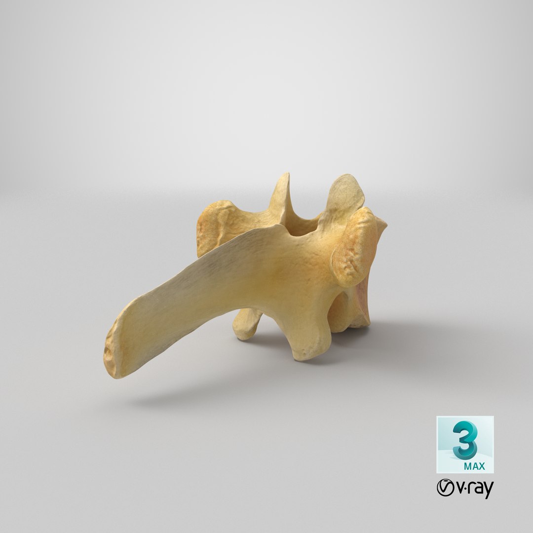 Kangaroo Red Necked Wallaby Thoracic Vertebrae TH7 3D https://p.turbosquid.com/ts-thumb/XF/8A0Qxi/lu/stemcell_max_vray_render/png/1688969793/1920x1080/fit_q87/d8b1189b8fb9f2fa68a1402c1bafeebb6f989062/stemcell_max_vray_render.jpg