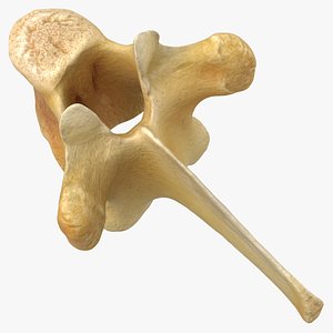 Kangaroo Red Necked Wallaby Thoracic Vertebrae TH7