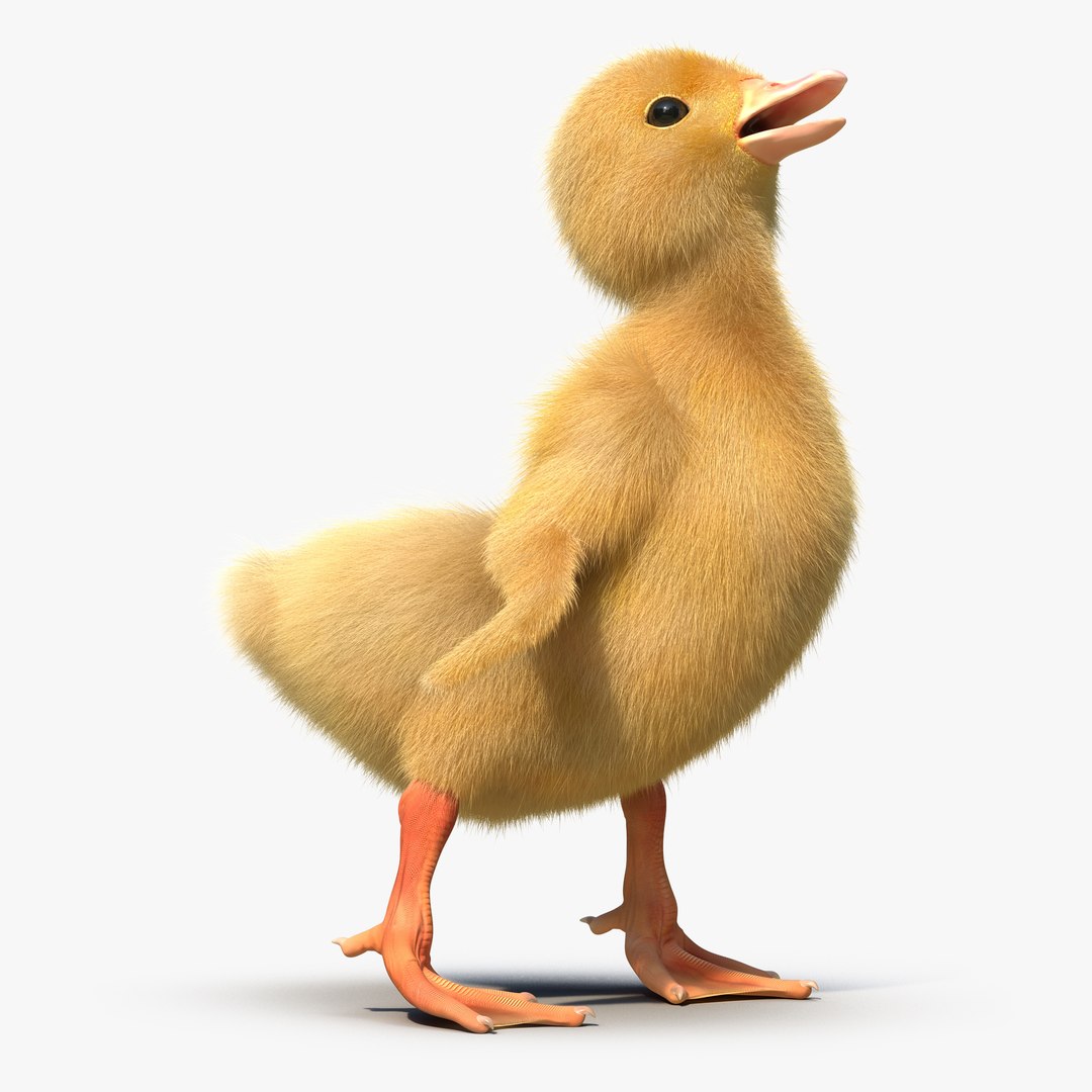 Duckling Pose 4 3D Model 3D model preview