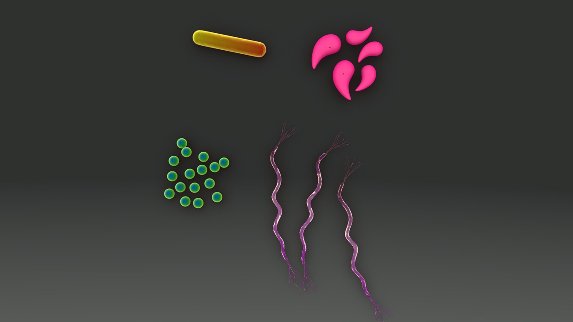 bacteria 3d model https://p.turbosquid.com/ts-thumb/XF/R5JBkw/50KAT84S/b0342bacterialofdifferentshapes_top.0001/jpg/1472471998/1920x1080/fit_q87/f31b87eab0b51c641451d75dabc57c709b1998fa/b0342bacterialofdifferentshapes_top.0001.jpg
