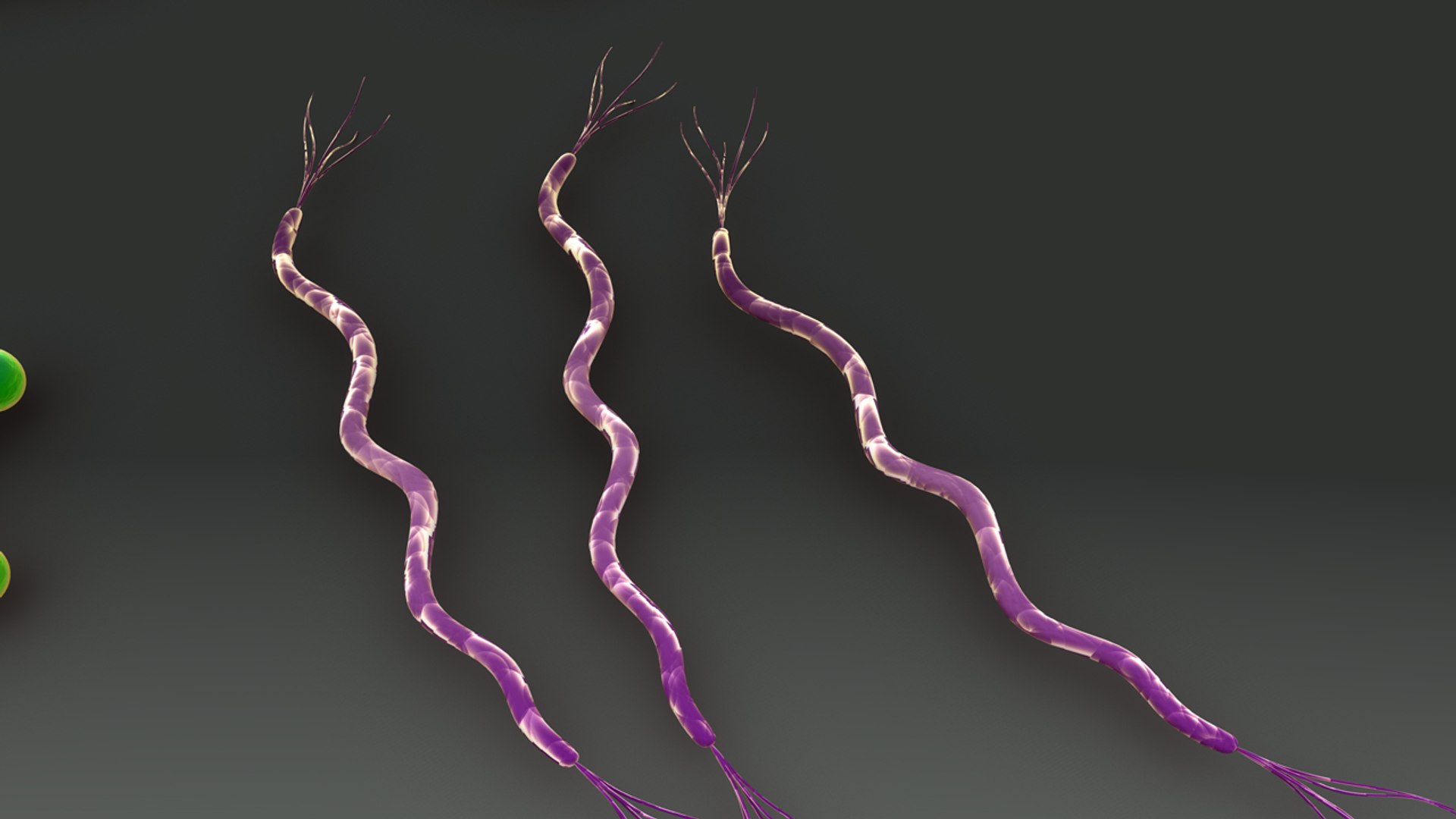 bacteria 3d model https://p.turbosquid.com/ts-thumb/XF/R5JBkw/b6d6fcXw/b0342bacterialofdifferentshapes_back.0001/jpg/1472471998/1920x1080/fit_q87/c64b3e8f150d970be964fd8fd9f5f46148cbfa0c/b0342bacterialofdifferentshapes_back.0001.jpg