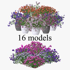 petunia flowers model