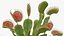 3D venus flytrap plant pot model