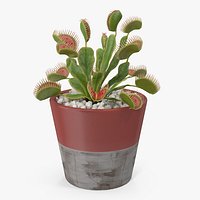 Venus Flytrap in Plant Pot