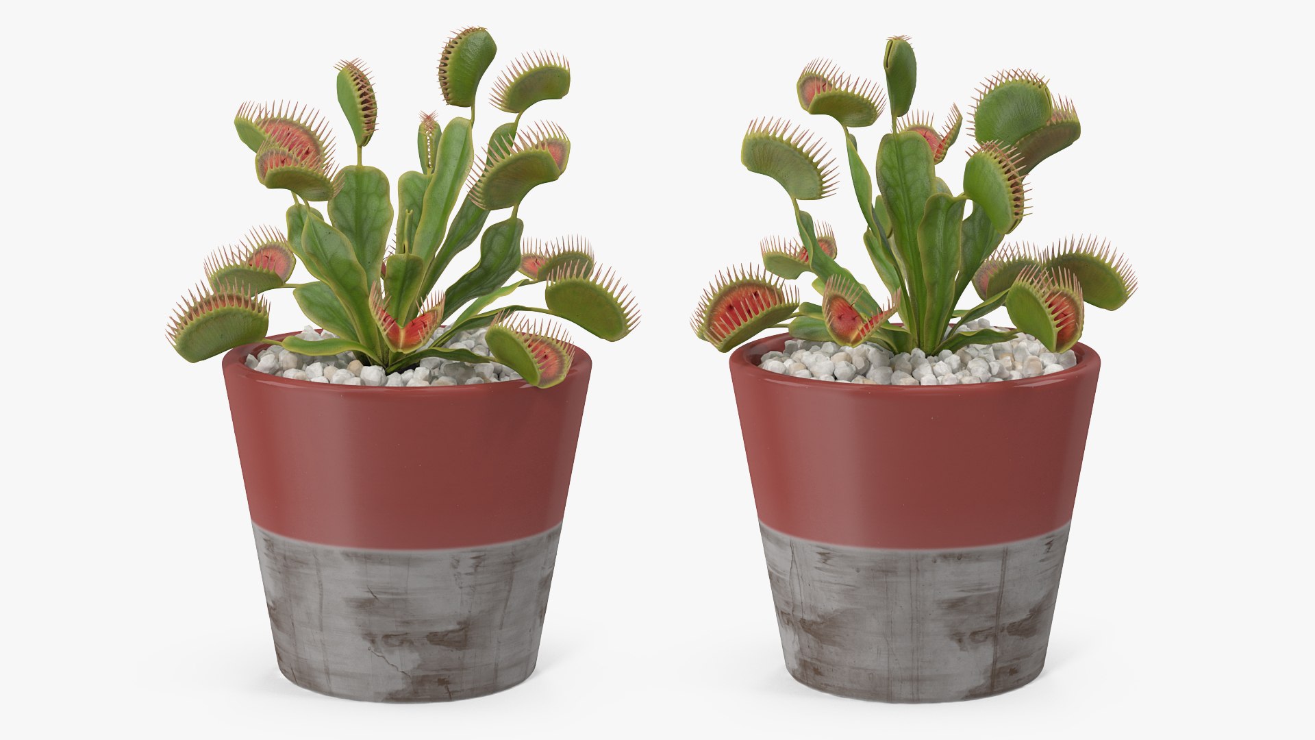 3D venus flytrap plant pot model https://p.turbosquid.com/ts-thumb/XF/TvoeL4/dC1p5tGx/venusflytrapinplantpotc4dmodel001/jpg/1596815118/1920x1080/fit_q87/dac2c1bd52365b6b45ba0d2d634a854823842652/venusflytrapinplantpotc4dmodel001.jpg
