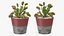 3D venus flytrap plant pot model