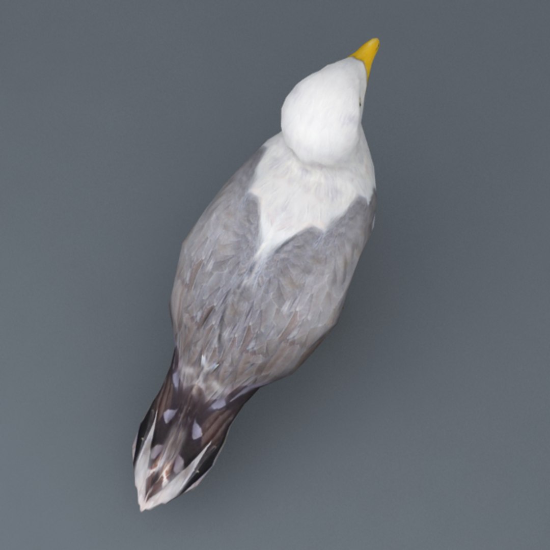 rigged seagull 3d max