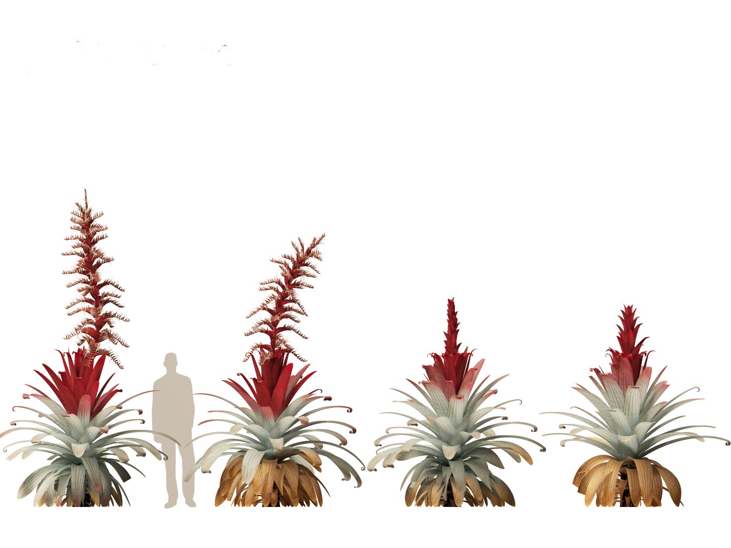 Alcantarea imperialis - Giant Bromeliad 3D model https://p.turbosquid.com/ts-thumb/XF/gSnRmQ/1i/alcantareaimperialis019/jpg/1697948463/1920x1080/fit_q87/1ab47196d9fd808a6f7ab588e8977d128e7c8c16/alcantareaimperialis019.jpg