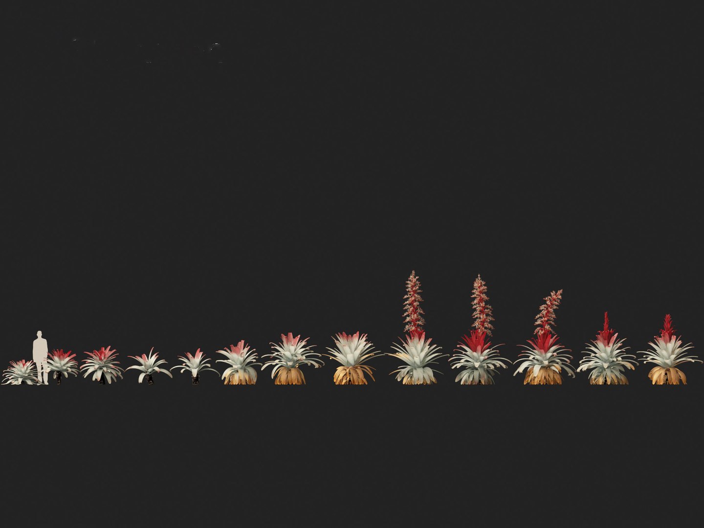 Alcantarea imperialis - Giant Bromeliad 3D model https://p.turbosquid.com/ts-thumb/XF/gSnRmQ/B5/alcantareaimperialis012/jpg/1697948450/1920x1080/fit_q87/b70fbaa7bbe45962def4371ddfb08d9578babb09/alcantareaimperialis012.jpg