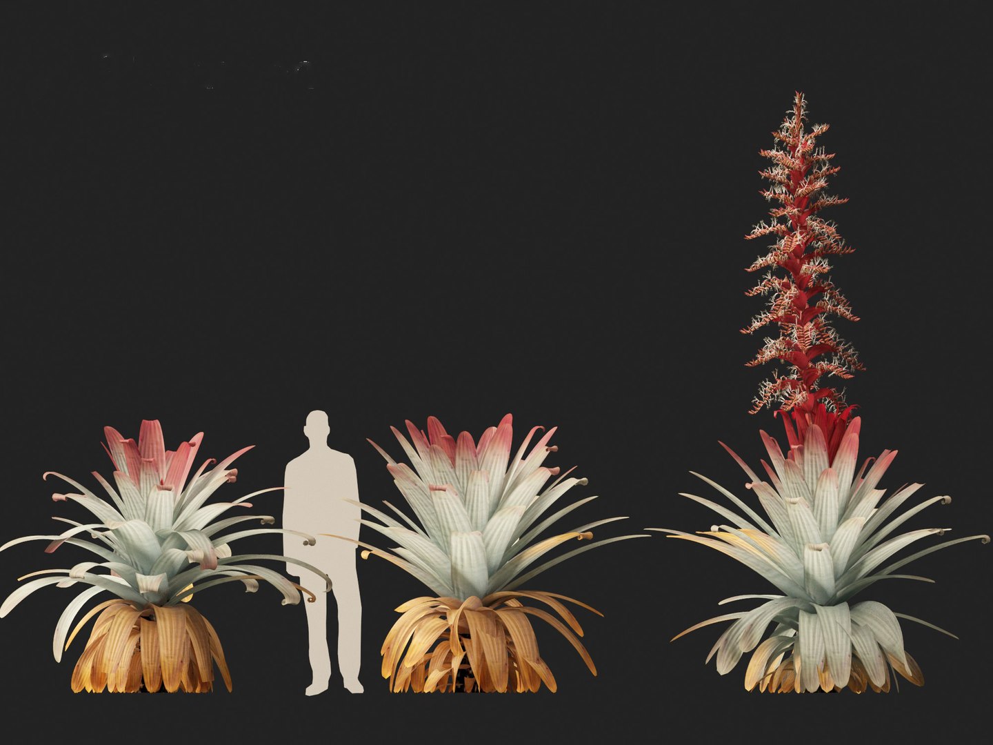 Alcantarea imperialis - Giant Bromeliad 3D model https://p.turbosquid.com/ts-thumb/XF/gSnRmQ/Gd/alcantareaimperialis018/jpg/1697948461/1920x1080/fit_q87/d86513f9d9f2ead6d48eef0de18186abf9aa75b0/alcantareaimperialis018.jpg