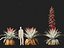 Alcantarea imperialis - Giant Bromeliad