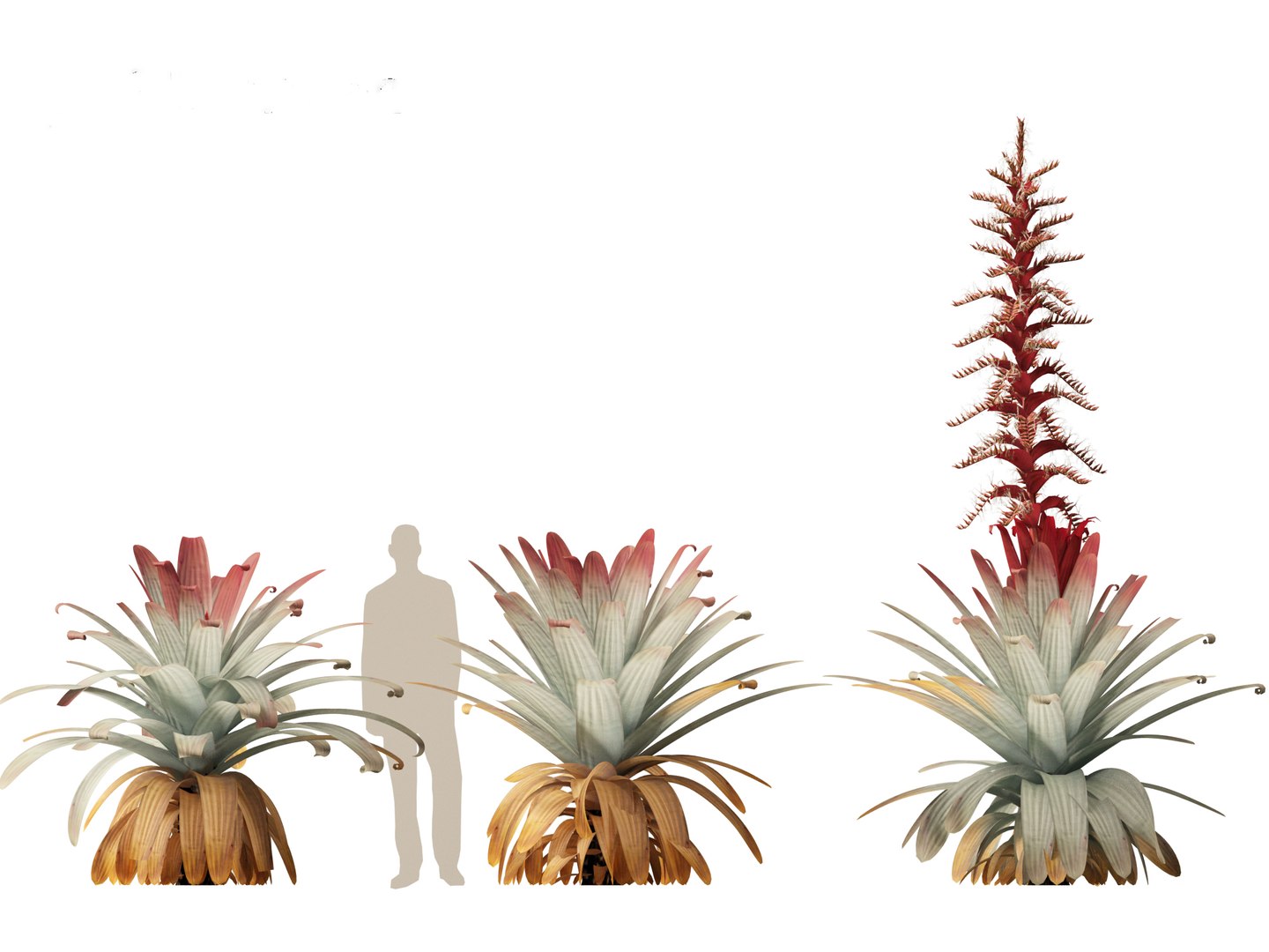 Alcantarea imperialis - Giant Bromeliad 3D model https://p.turbosquid.com/ts-thumb/XF/gSnRmQ/Jd/alcantareaimperialis017/jpg/1697948460/1920x1080/fit_q87/b2f7ebd4760bd7636b48a06e96aabbe6bd931055/alcantareaimperialis017.jpg
