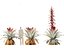 Alcantarea imperialis - Giant Bromeliad