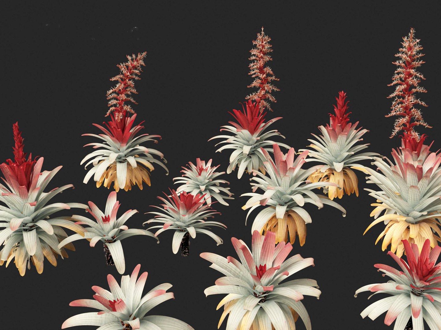 Alcantarea imperialis - Giant Bromeliad 3D model https://p.turbosquid.com/ts-thumb/XF/gSnRmQ/LX/alcantareaimperialis0112/jpg/1697948466/1920x1080/fit_q87/9012f7e7f4a44b8260856a81a065bfb8df4f8bd7/alcantareaimperialis0112.jpg