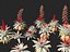 Alcantarea imperialis - Giant Bromeliad