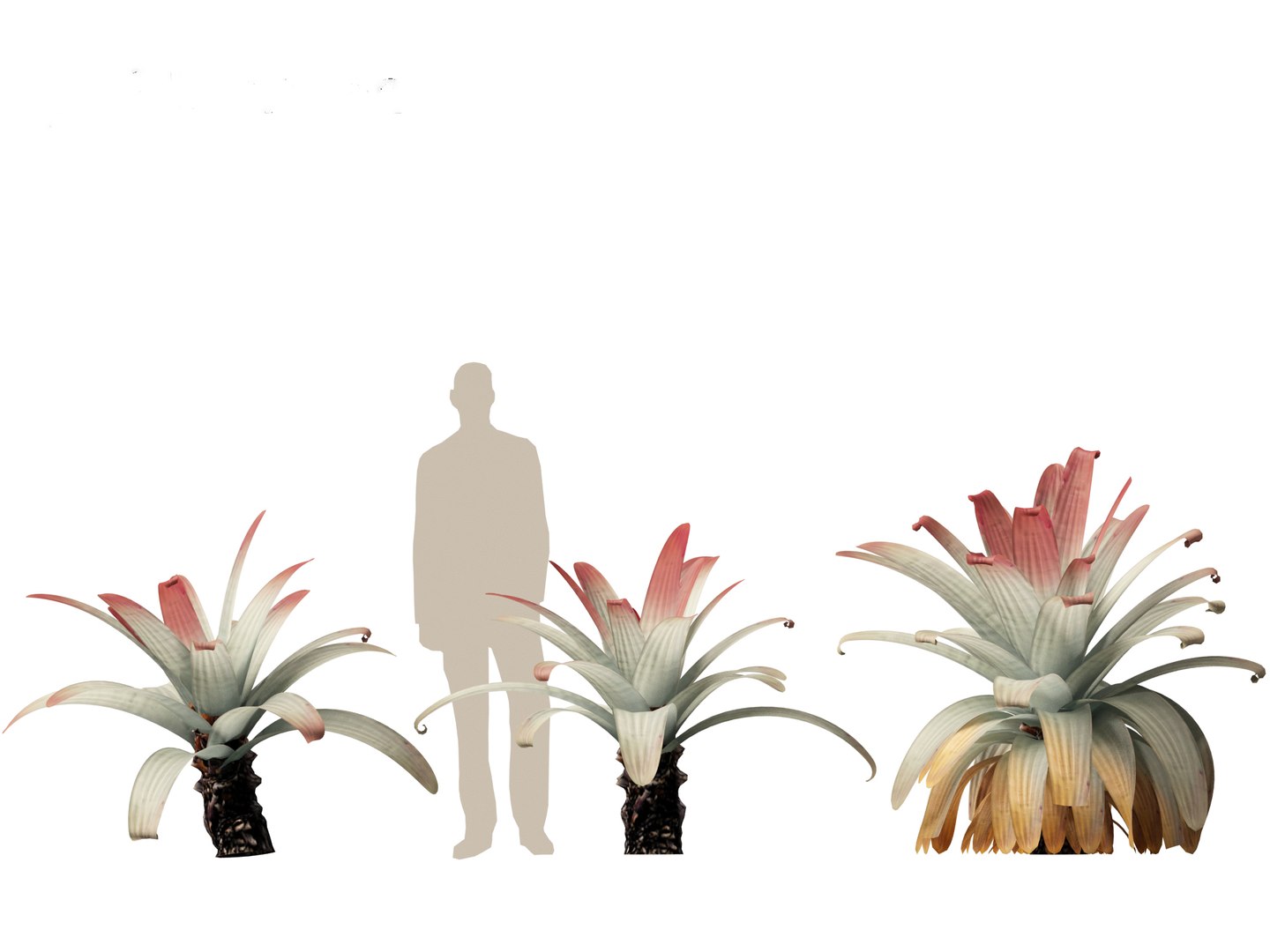 Alcantarea imperialis - Giant Bromeliad 3D model https://p.turbosquid.com/ts-thumb/XF/gSnRmQ/OM/alcantareaimperialis015/jpg/1697948458/1920x1080/fit_q87/c2afcb80a9ac4b64bd04cf52470aed4e7eda60e7/alcantareaimperialis015.jpg