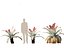 Alcantarea imperialis - Giant Bromeliad